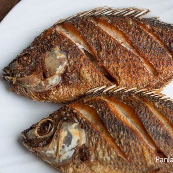 Tilapia.